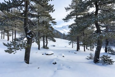 Stone pine forest in the Swiss Engadin valley with snowy understory