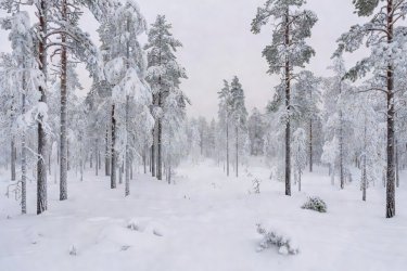 Taiga pines in Oulanka National Park blanketed in heavy rime snow